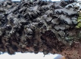 Phaeophyscia hispidula image