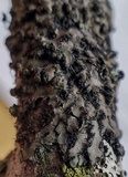 Phaeophyscia hispidula image