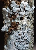 Myelochroa galbina image