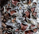 Myelochroa galbina image