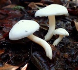 Hygrophorus eburneus image