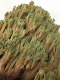 Ramaria apiculata image