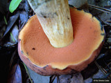 Boletus queletii image