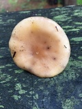 Rhodocybe hondensis image