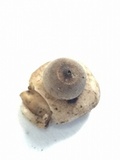 Geastrum fimbriatum image
