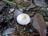 Inocybe ionocephala image