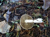 Inocybe ionocephala image
