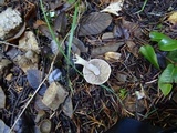 Inocybe ionocephala image