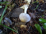 Inocybe ionocephala image