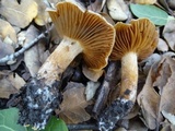 Cortinarius subbalaustinus image