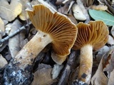Cortinarius subbalaustinus image