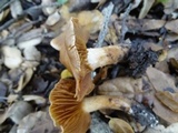 Cortinarius subbalaustinus image