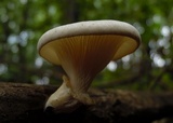 Lentinus sajor-caju image
