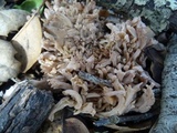 Clavulina cinerea image