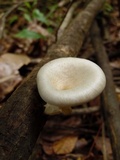 Lentinus sajor-caju image
