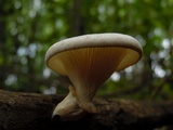 Lentinus sajor-caju image