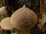 Auricularia polytricha image