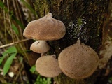 Auricularia polytricha image