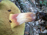 Boletus queletii image