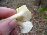 Hygrophorus chrysodon image