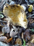 Russula cerolens image