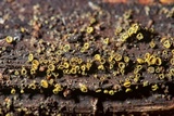 Neodasyscypha cerina image