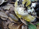 Amanita vernicoccora image