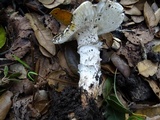 Amanita vernicoccora image