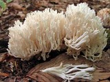 Ramariopsis kunzei image