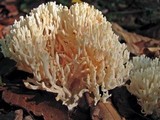 Ramariopsis kunzei image