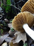 Cortinarius albofragrans image