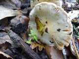 Cortinarius albofragrans image