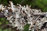 Platismatia glauca image