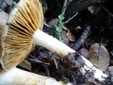 Cortinarius albofragrans image