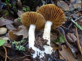 Cortinarius albofragrans image