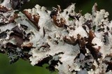 Platismatia glauca image