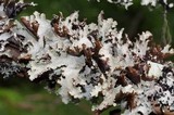Platismatia glauca image