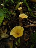 Cotylidia undulata image
