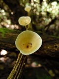 Cotylidia undulata image
