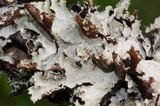 Platismatia glauca image
