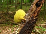 Boletinellus merulioides image