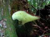 Boletinellus merulioides image