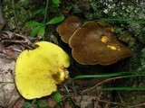 Boletinellus merulioides image