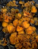 Anthracobia melaloma image