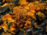 Anthracobia melaloma image