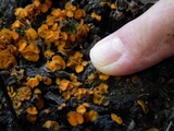Anthracobia melaloma image