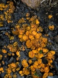 Anthracobia melaloma image