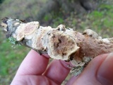 Byssomerulius corium image