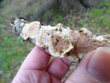 Byssomerulius corium image