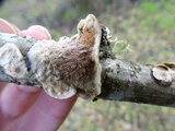 Byssomerulius corium image